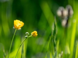 2026 &raquo; Talweiher Pratteln, 29.04.2026